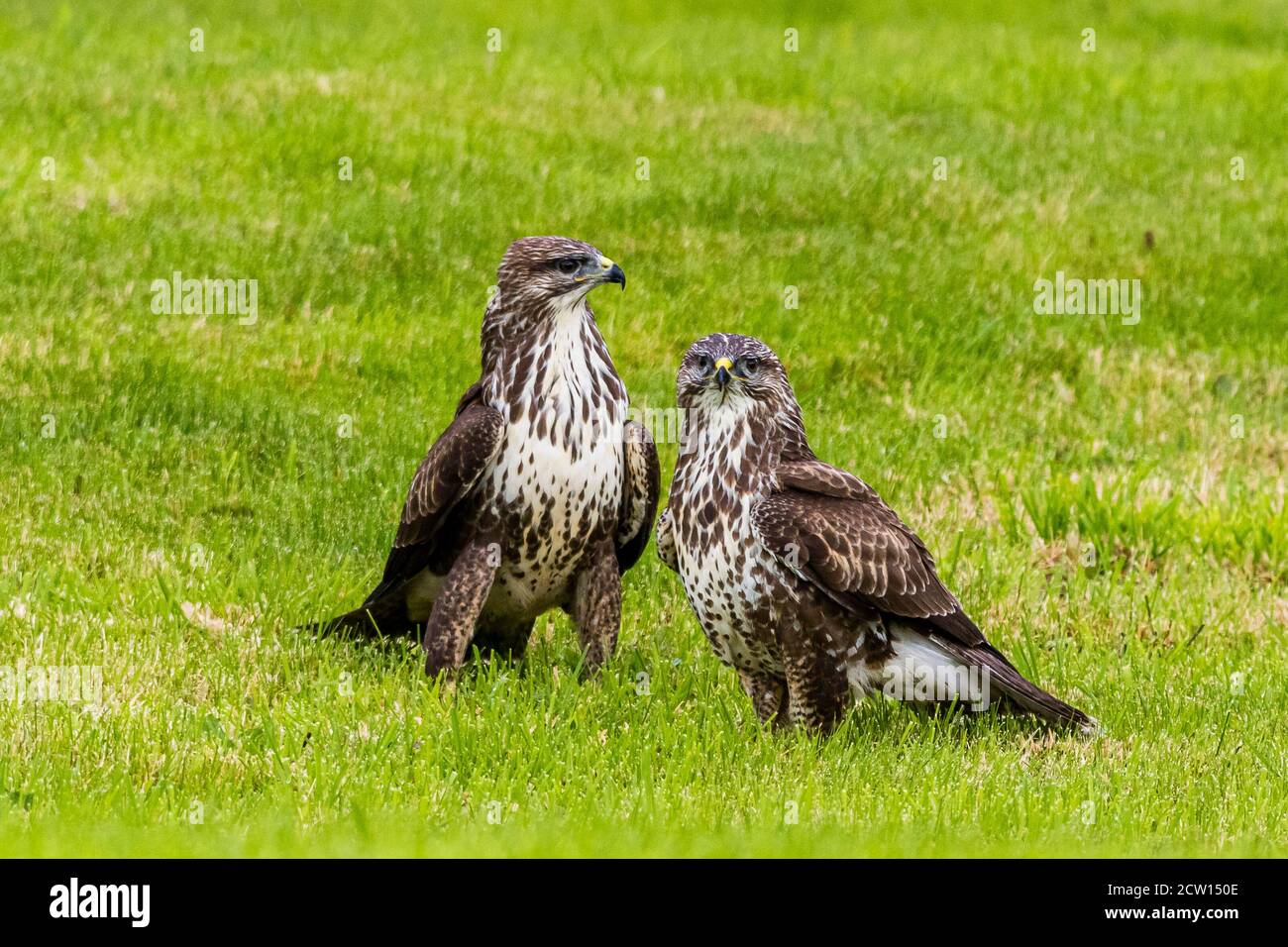 Common buzzard fighting on the ground in mid Wales summer sunshine Stock Photo