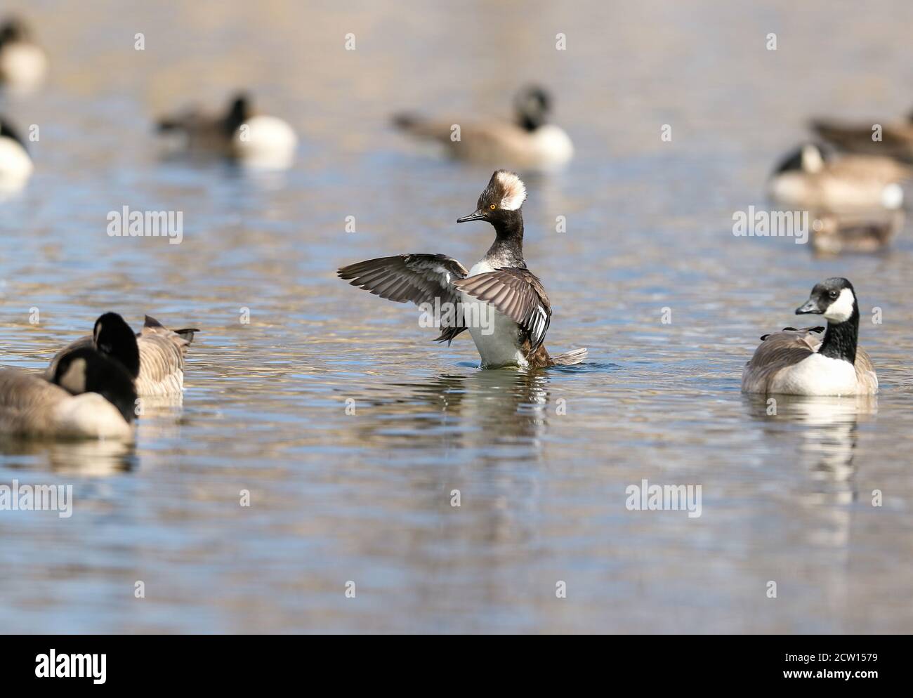 A Young Hooded Merganser Drake rises from the water and flaps his wings amid a group of Cackling Geese in a lake. Stock Photo
