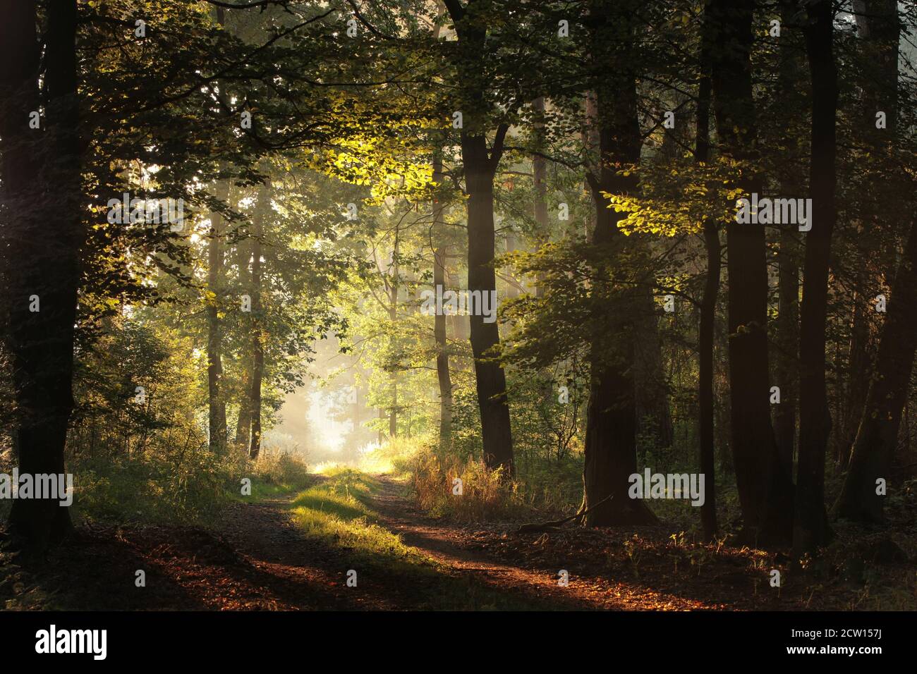 Forest path on a misty early autumn morning Stock Photo - Alamy