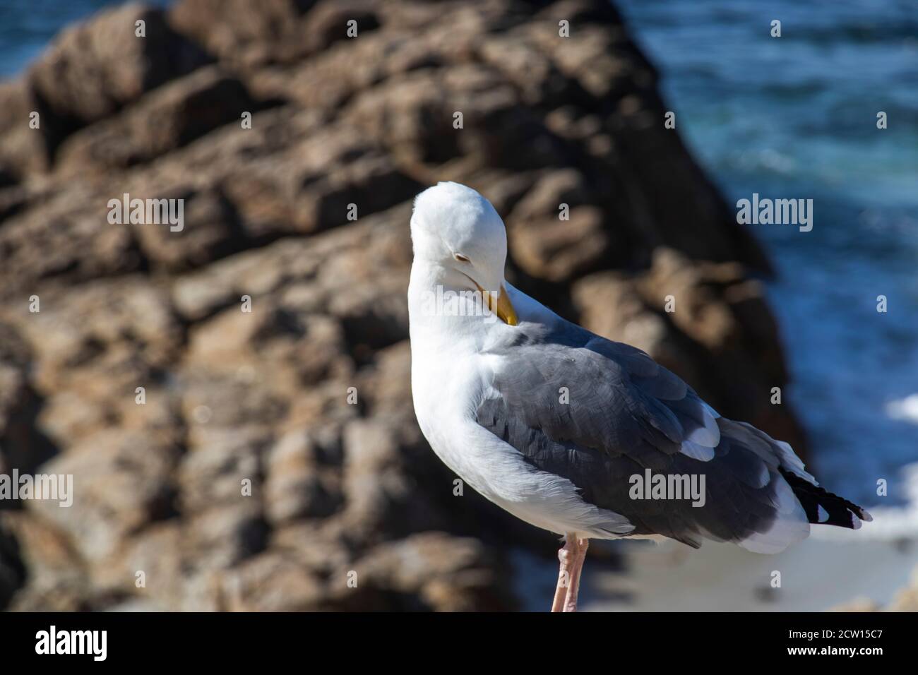 Close-up of a seagull on the west coast of the USA. Bird Rock on a historic 17-Mile Drive at Monterey Bay on California Pacific Ocean coast. Shallow d Stock Photo