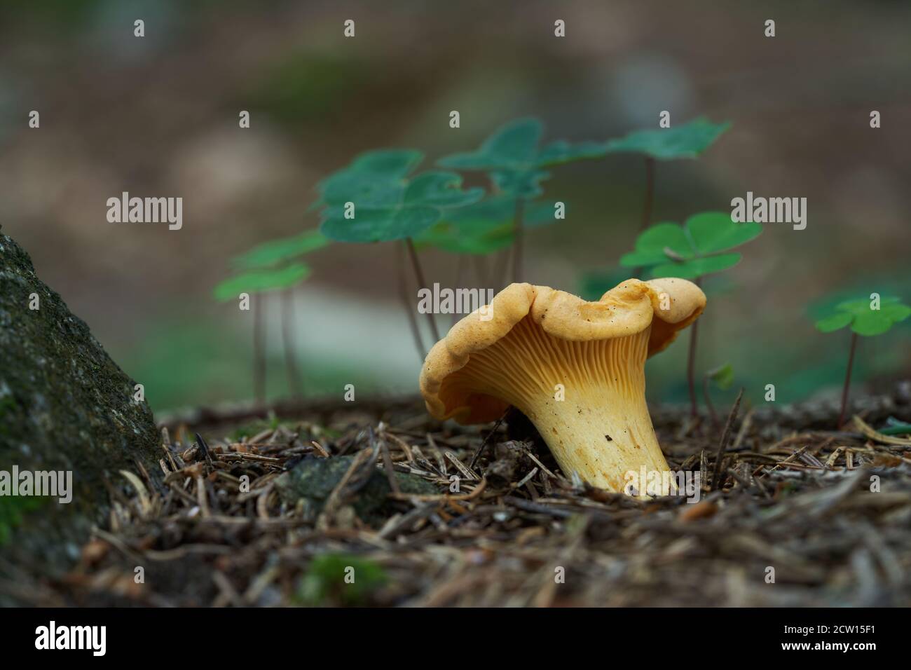 Edible mushroom Cantharellus cibarius in the spruce forest. Known as Golden Chanterelle. Yellow wild mushroom growing in the needles. Stock Photo