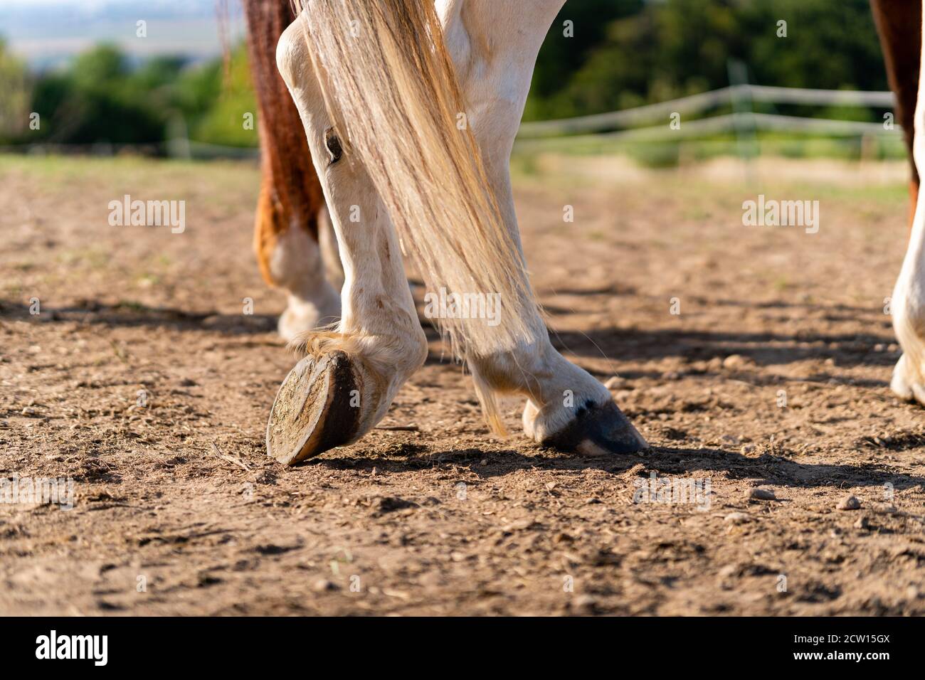 Close-up of a horse's hind legs and hooves in resting position on a horse pasture (paddock) at sunset. No horseshoes. Concepts of rest, relaxation and Stock Photo