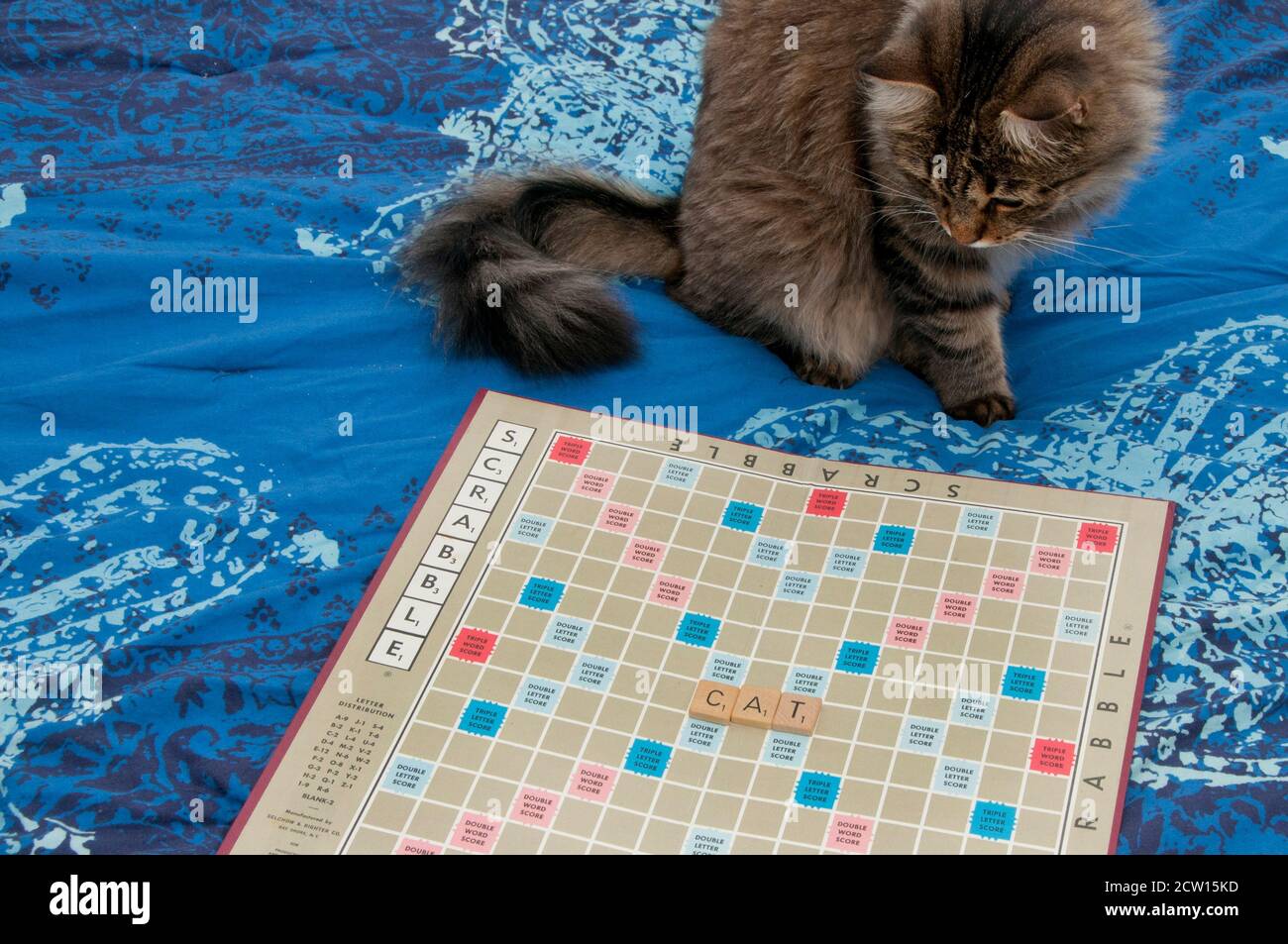 domestic cat looking at a scrabble board with word CAT spelled on tiles Stock Photo