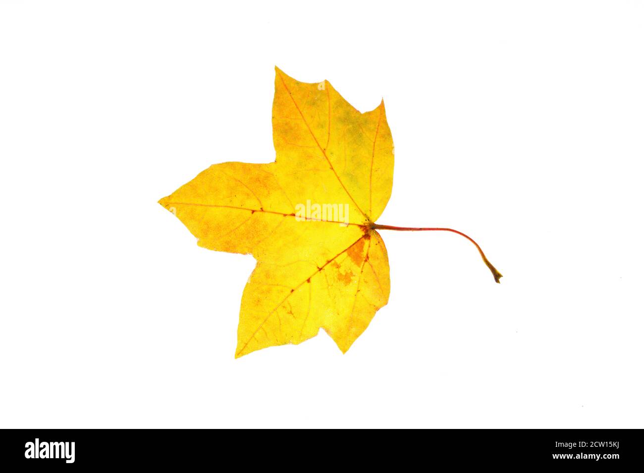 natural colored maple leaf isolated on white background Stock Photo - Alamy