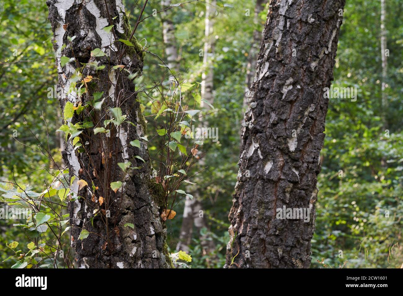 View of two birch trunks in a deciduous forest. In the background more birch trees. Stock Photo