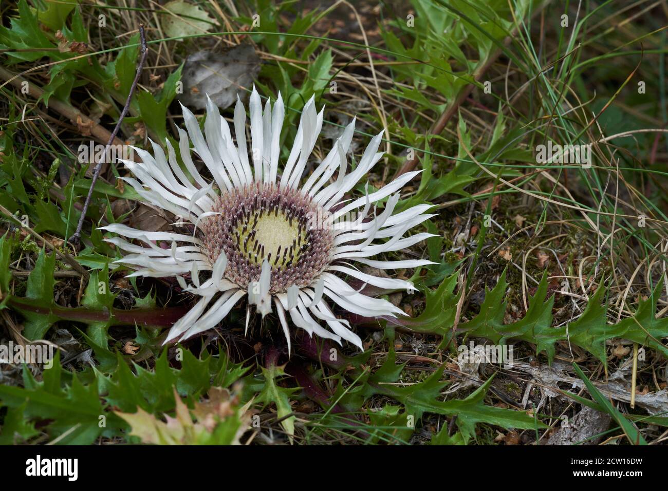 Medicinal plant Carlina acaulis on the edge of birch forest. Known as Silver Thistle or Stemless Carline-thistle. Natural condition. Stock Photo