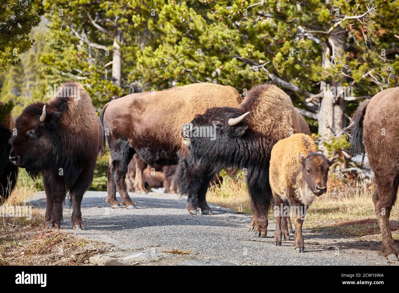 Herd of American bison (Bison bison) on a hiking trail in Yellowstone National Park, selective focus, Wyoming, USA. Stock Photo