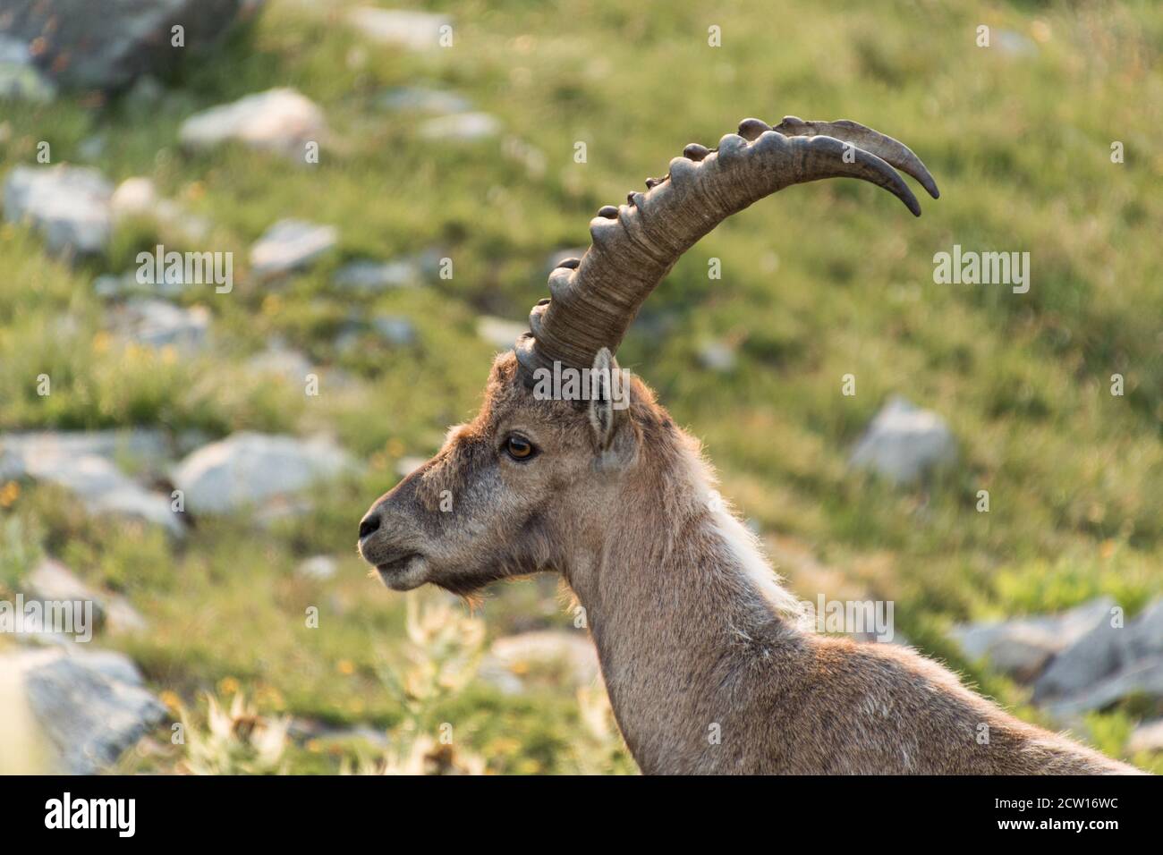 Ibex in profile in the foreground. Adult male ibex standing in the middle of a rocky meadow in the mountains. Stock Photo