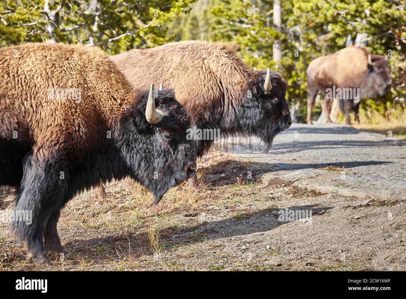 Herd of American bison (Bison bison) in Yellowstone National Park, selective focus, Wyoming, USA. Stock Photo