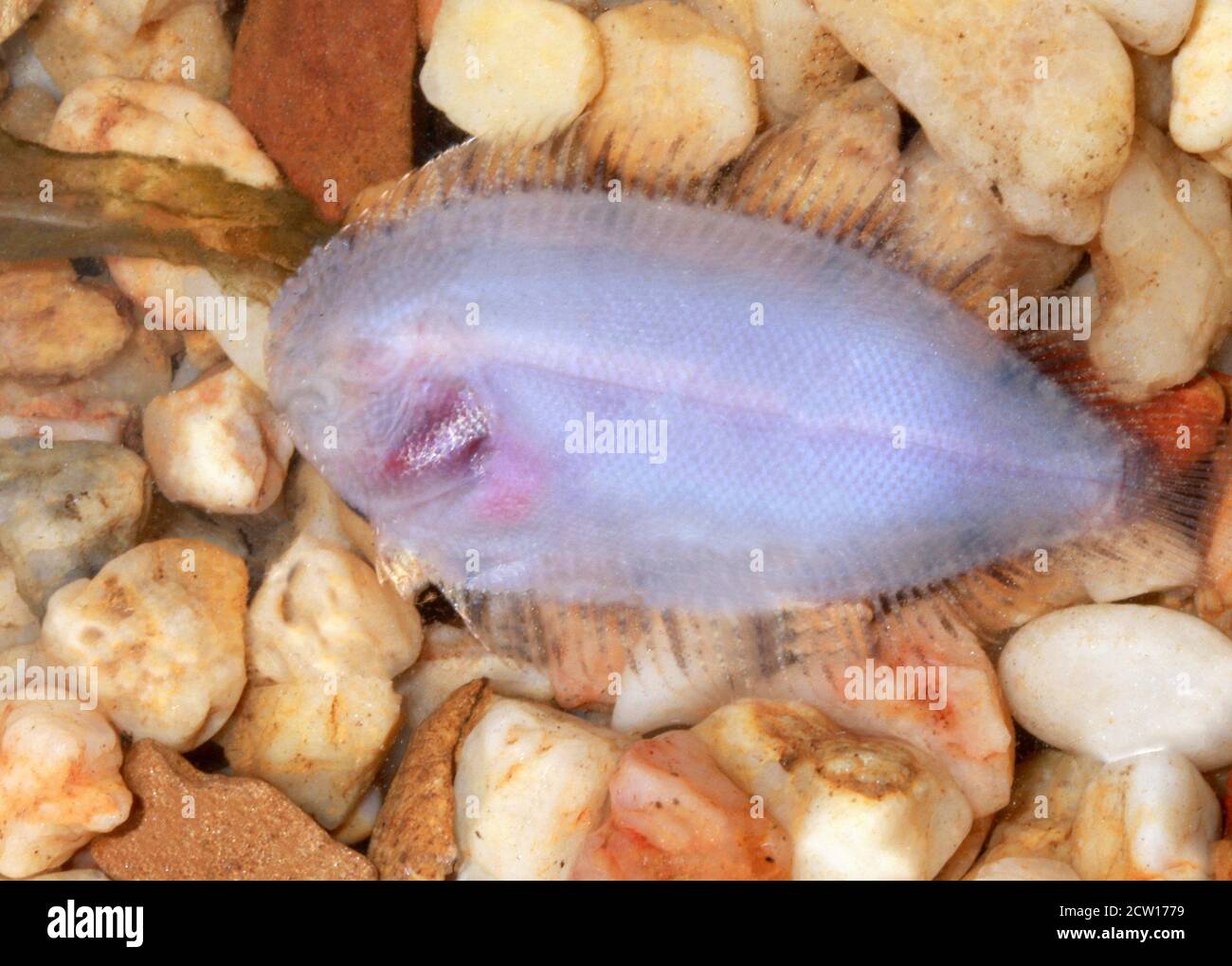 Sole freshwater fish, Achiroides leucorhynchos, Achiroides leucorhynchus Stock Photo