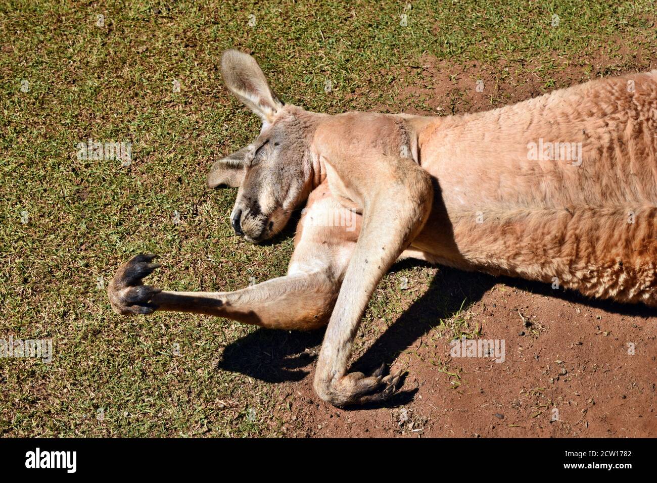 Why Are Kangaroos So Muscular