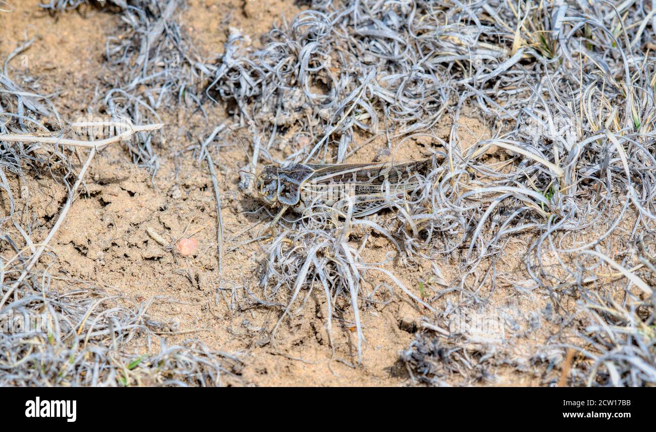 Xanthippus hi-res stock photography and images - Alamy