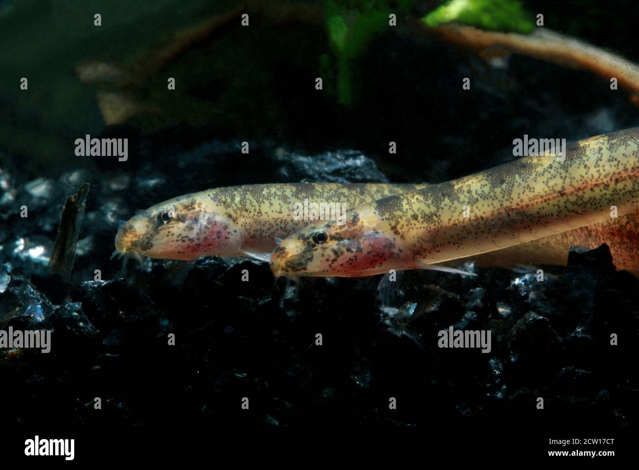 Pangio piperata is a species of pangio fish found in Malay Peninsula. Stock Photo