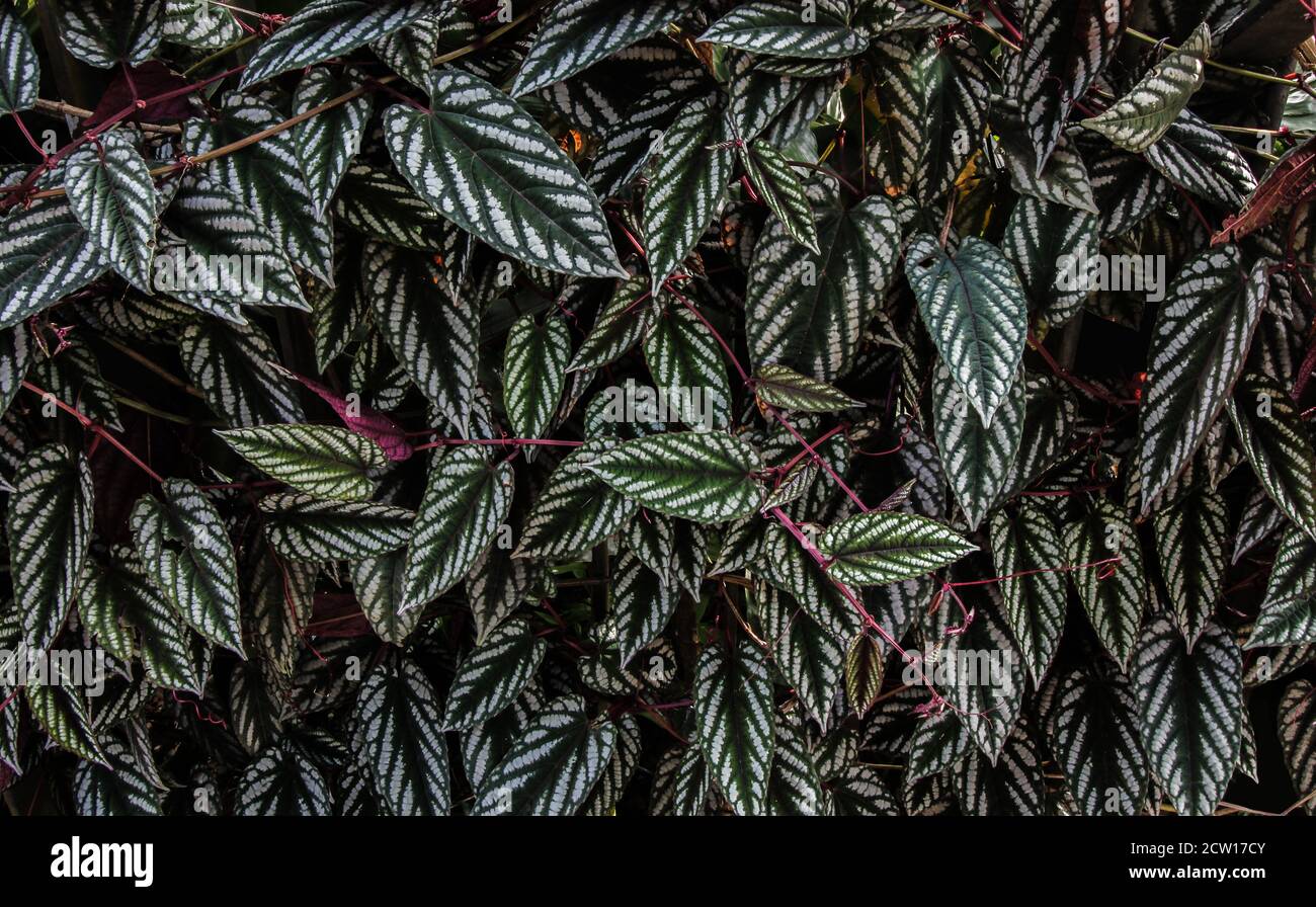 Foliage of the plant (Rex Begonia Vine)(Cissus discolor) (Cissus javana) at Singapore Botanical Garden Family: Vitaceae Genus: Treebine Order: Vitales Stock Photo