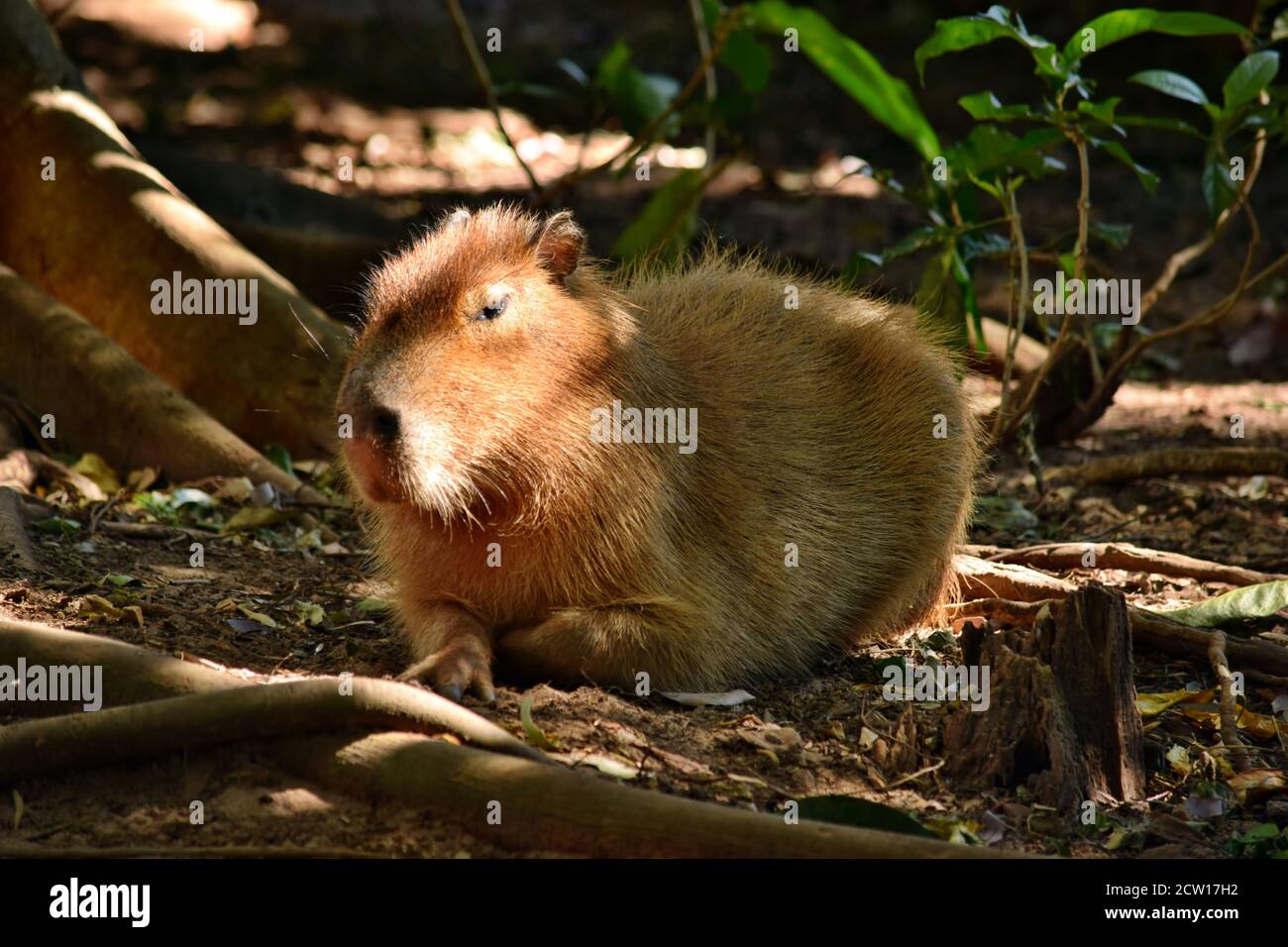 Capybara in park hydrochoerus hi-res stock photography and images - Alamy