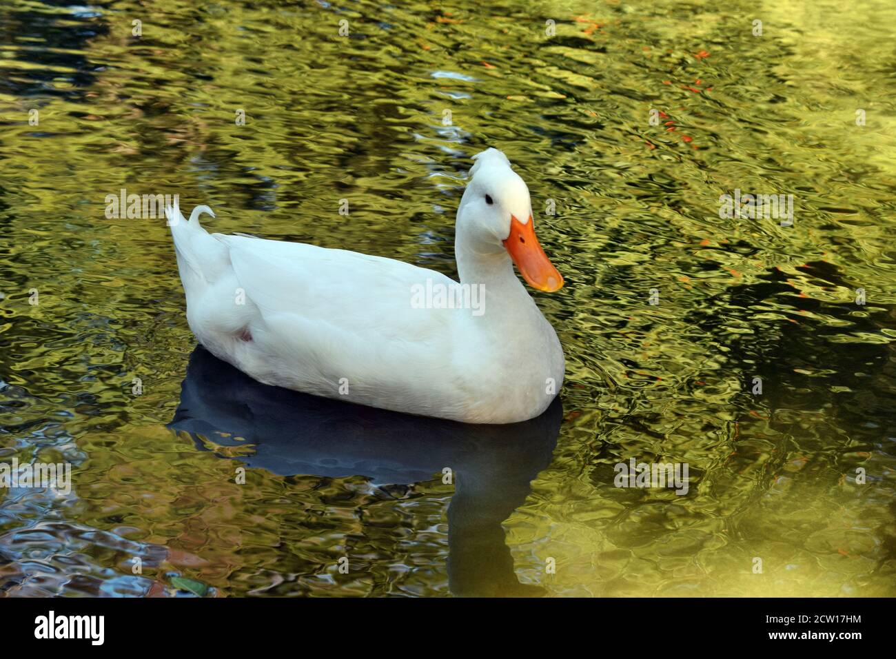 Beautiful American pekin duck swimming on the pond in Australia Stock