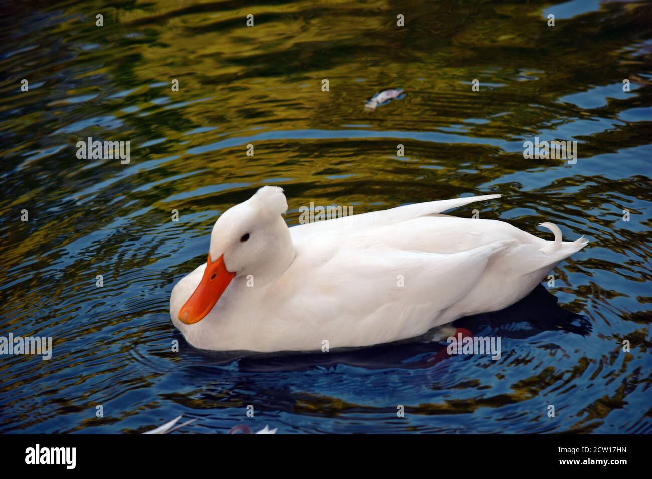 Beautiful American pekin duck swimming on the pond in Australia Stock