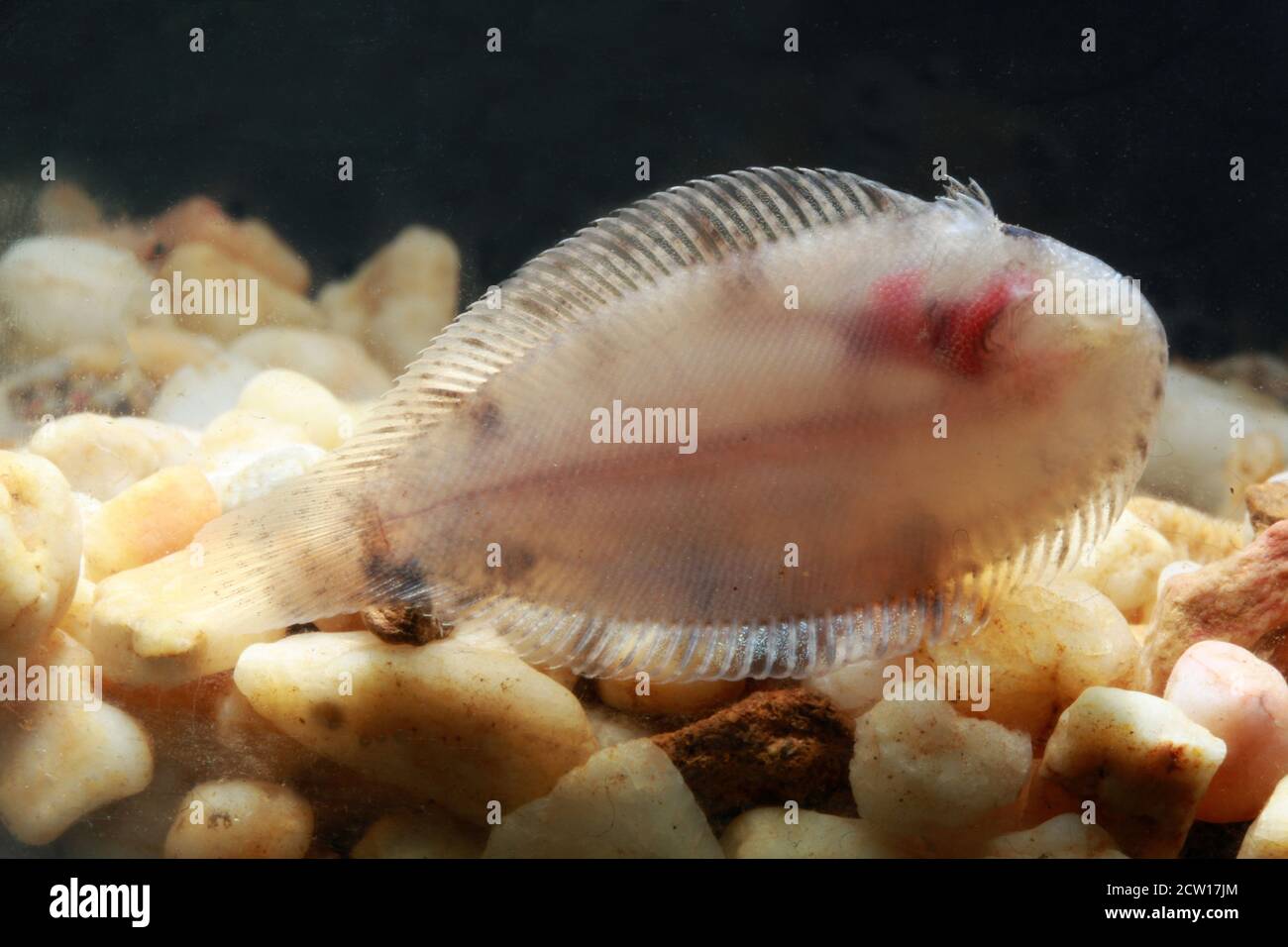 Sole freshwater fish, Achiroides leucorhynchos, Achiroides leucorhynchus Stock Photo