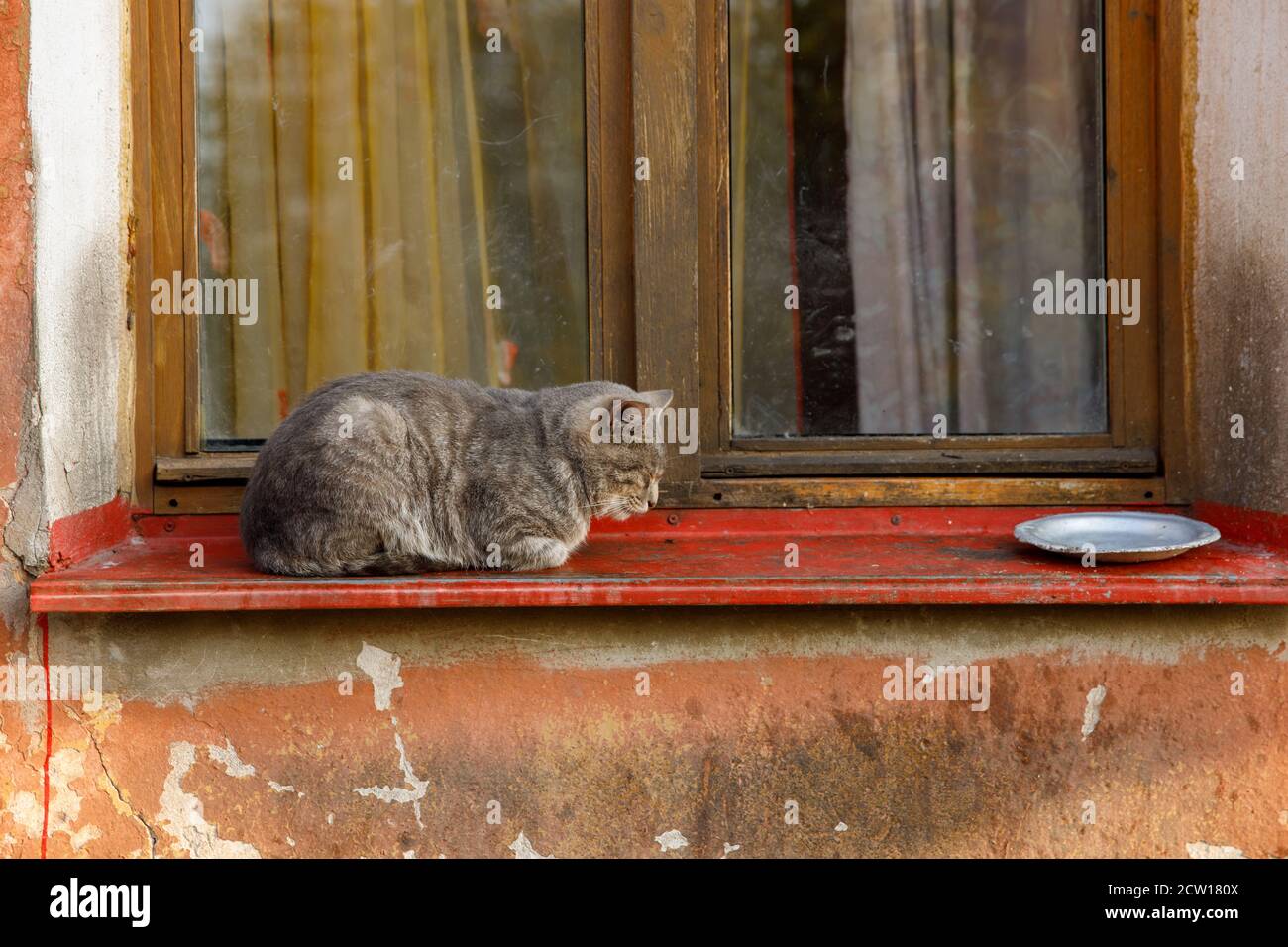 Empty cat bowl hires stock photography and images Alamy