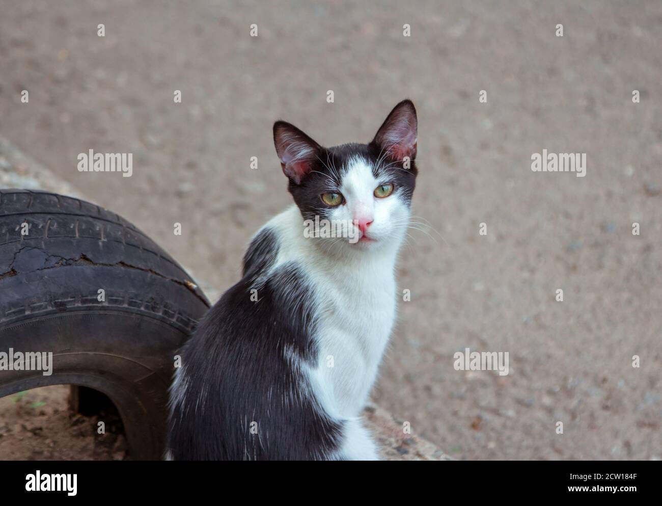 Cute stray black and white cat with green eyes and pink nose sitting on the city street Stock Photo