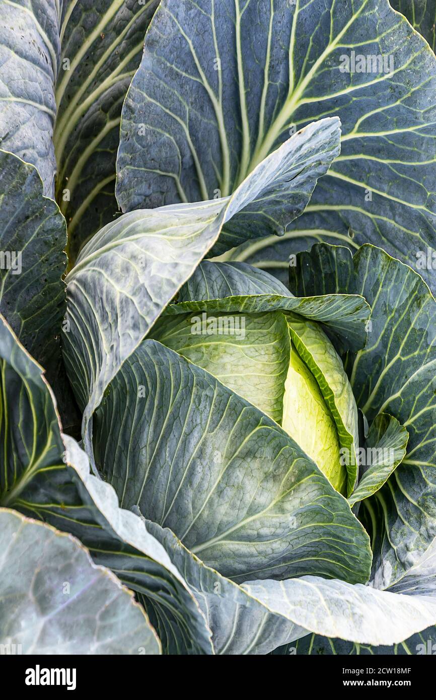 White cabbage head growing in field Stock Photo