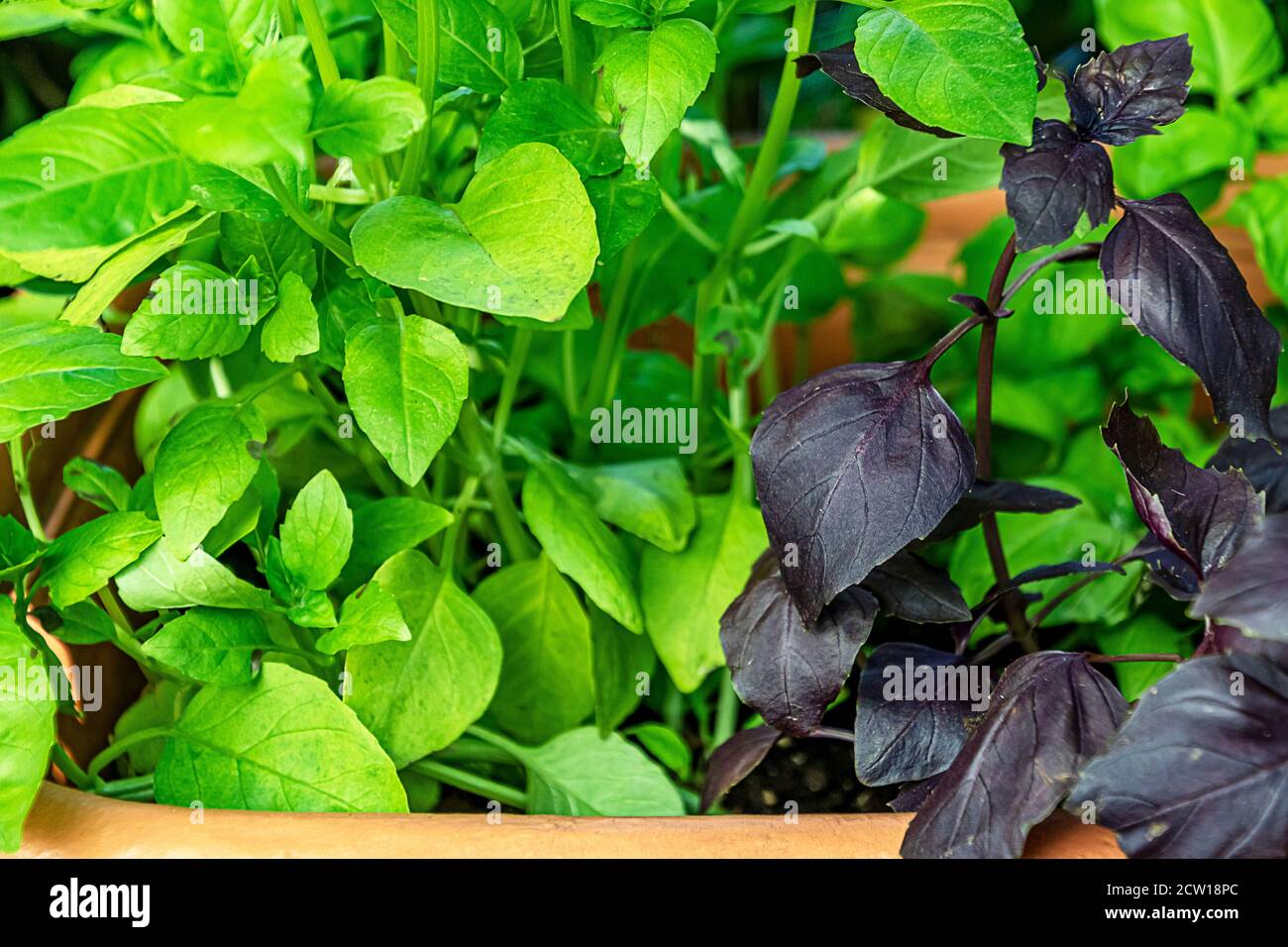 Potted green and purple Basil plants Stock Photo