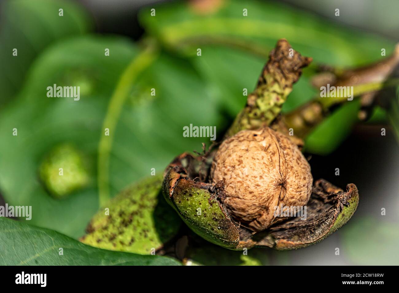 The mature walnut in the green outer shell still hanging on the tree Stock Photo