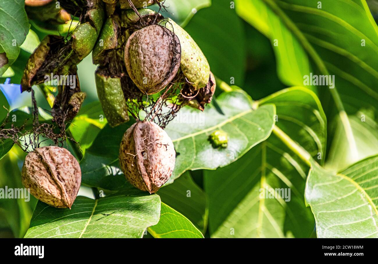 The mature walnuts in the green outer shell still hanging on the tree. Stock Photo