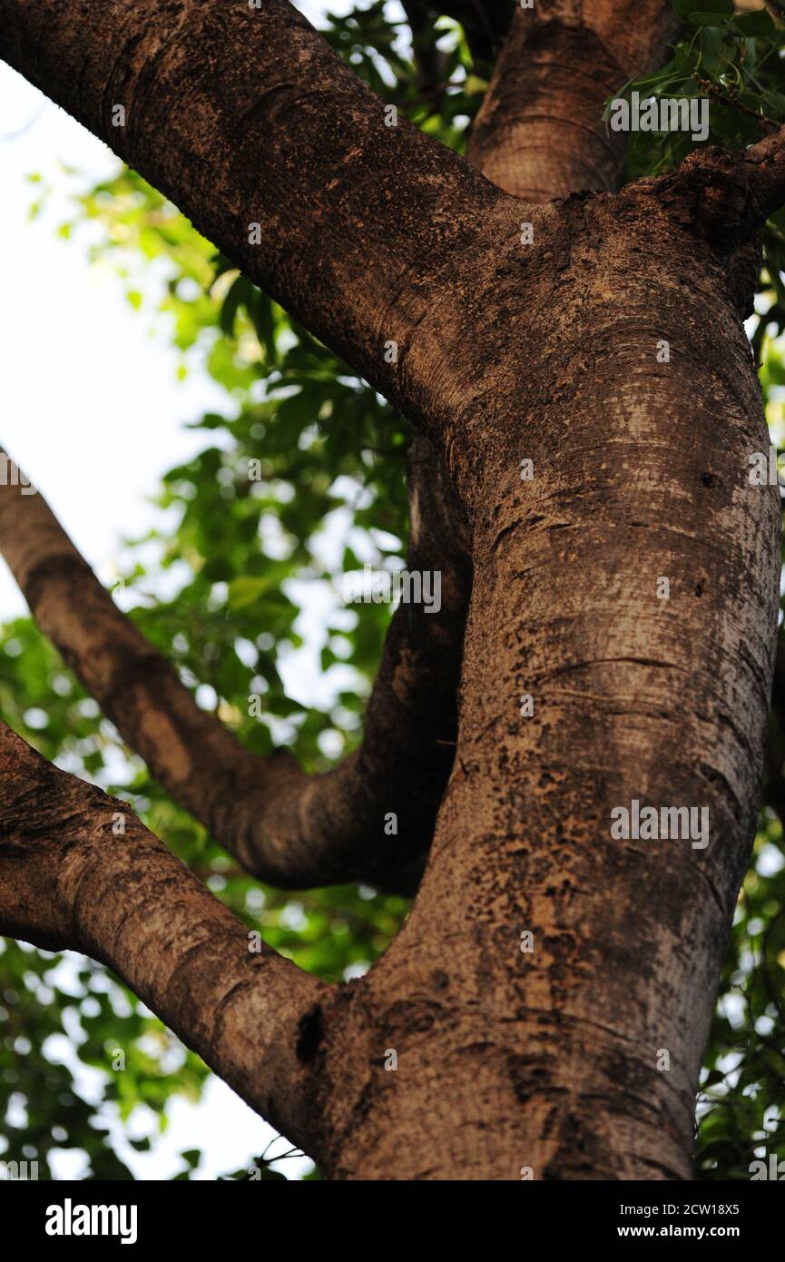 Crop portion of a tree trunk and branches from below Stock Photo