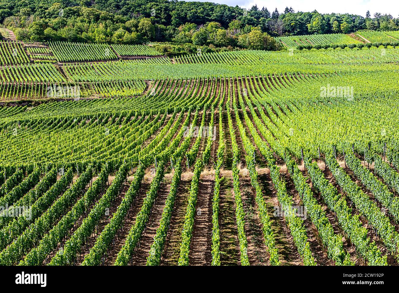 Long green rows of Vineyards in winemaking town Rudesheim am Rhein, Hesse, Germany Stock Photo