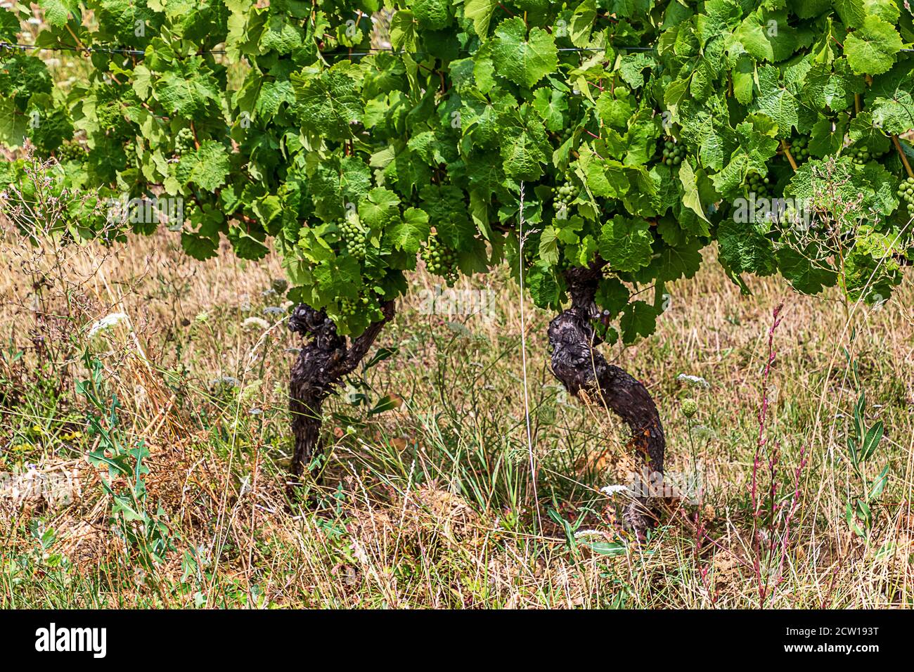 Two old vines with green grapes in hot summer Stock Photo
