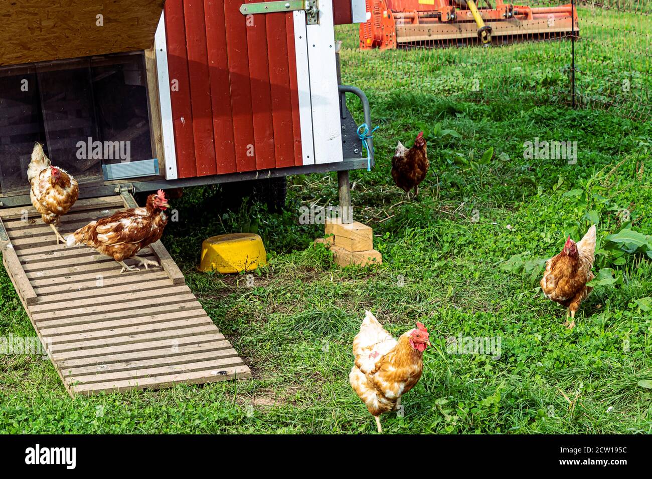 Free-range chicken (Bovan Brown) on a german organic farm, freely grazing at the modern wheeled henhouse on a green meadow. Stock Photo
