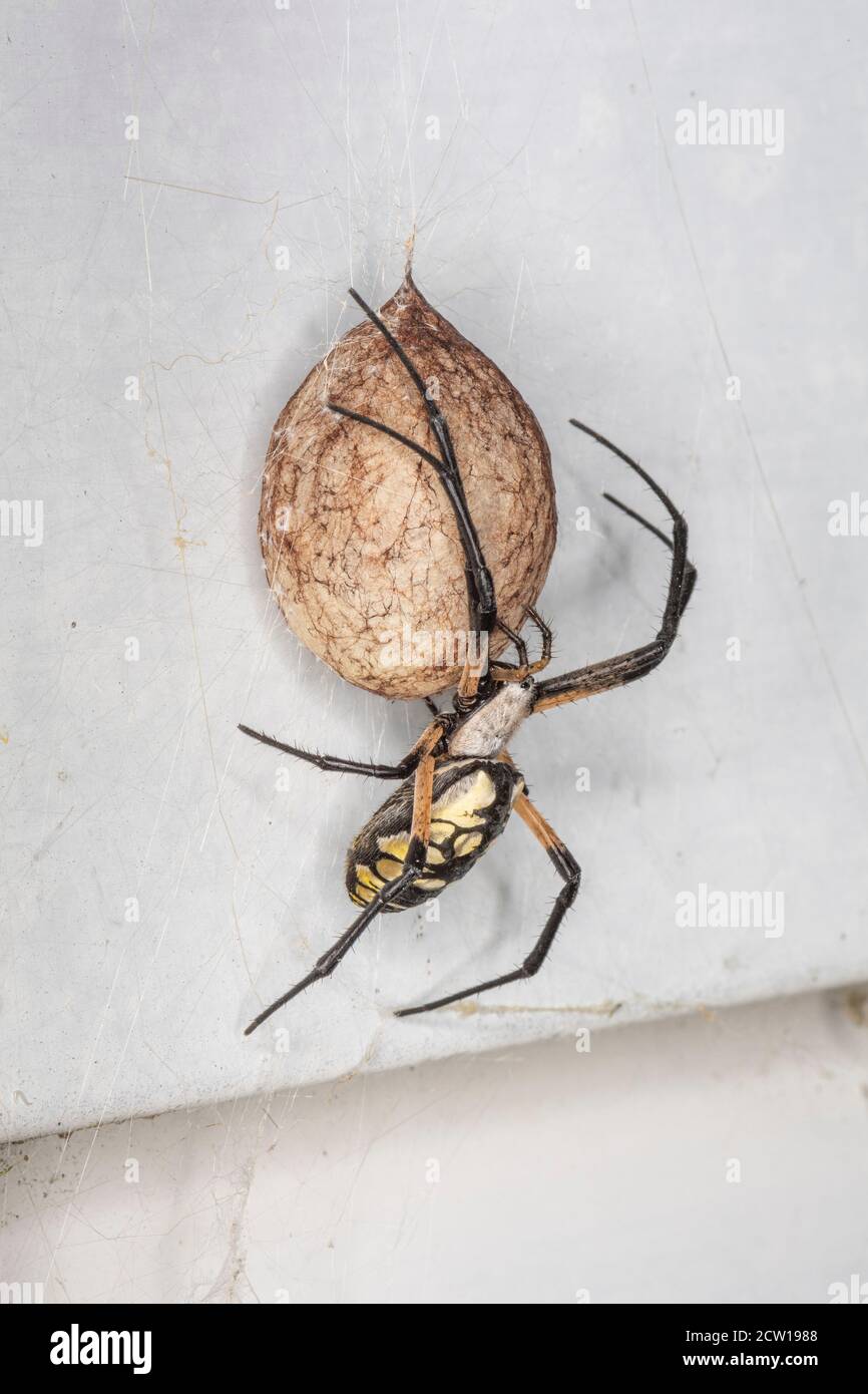 Darden spider and egg sac, Pennsylvania, USA Stock Photo