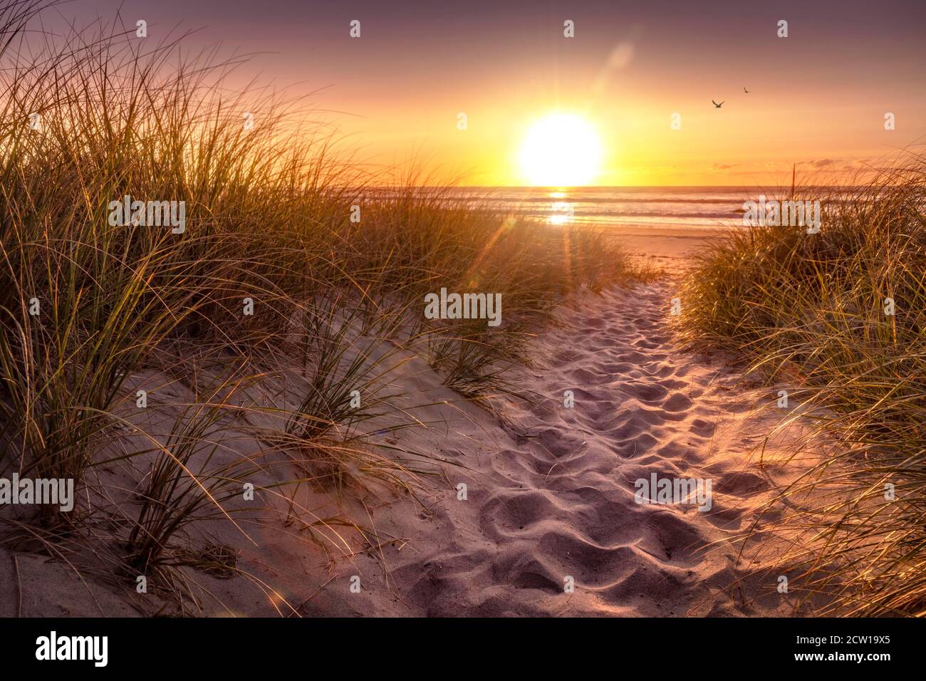 Sunrise with foot path, birds and sand dune grass, Narragansett beach, Rhode Island USA Stock Photo