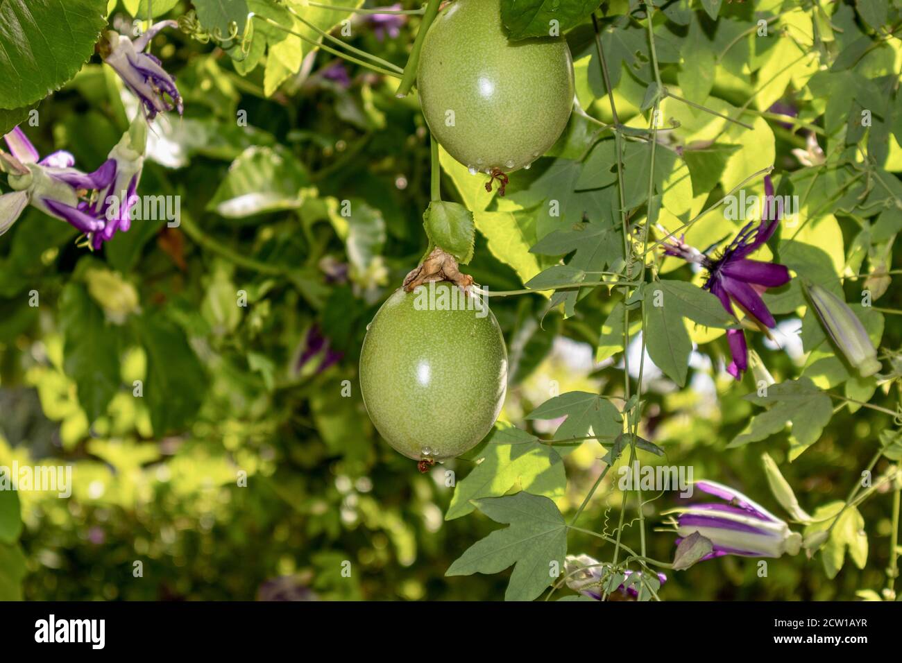 Passion fruit on the vine ripening Stock Photo