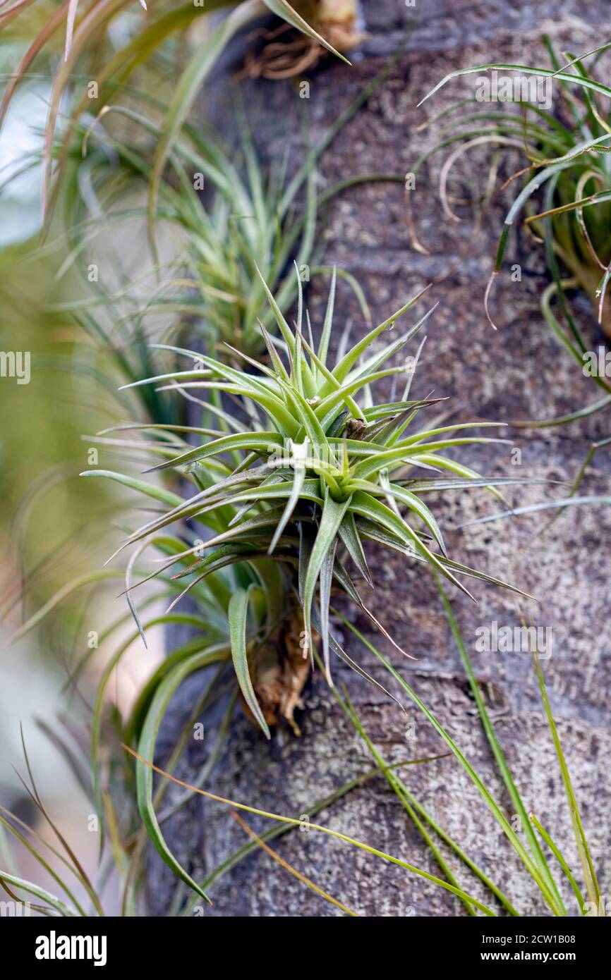 air plants on a tree close up Stock Photo