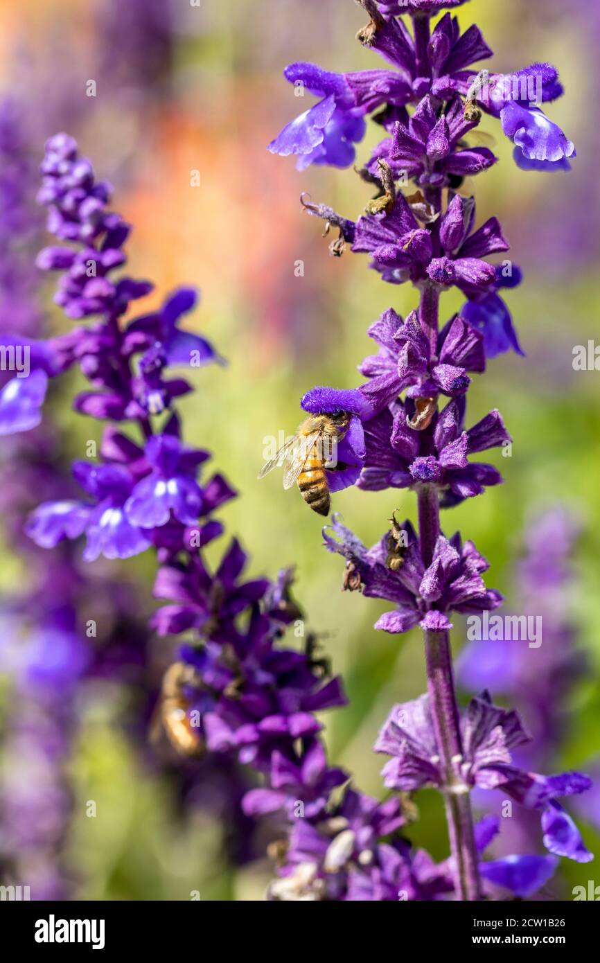 Lavender plants close up with bee Stock Photo Alamy