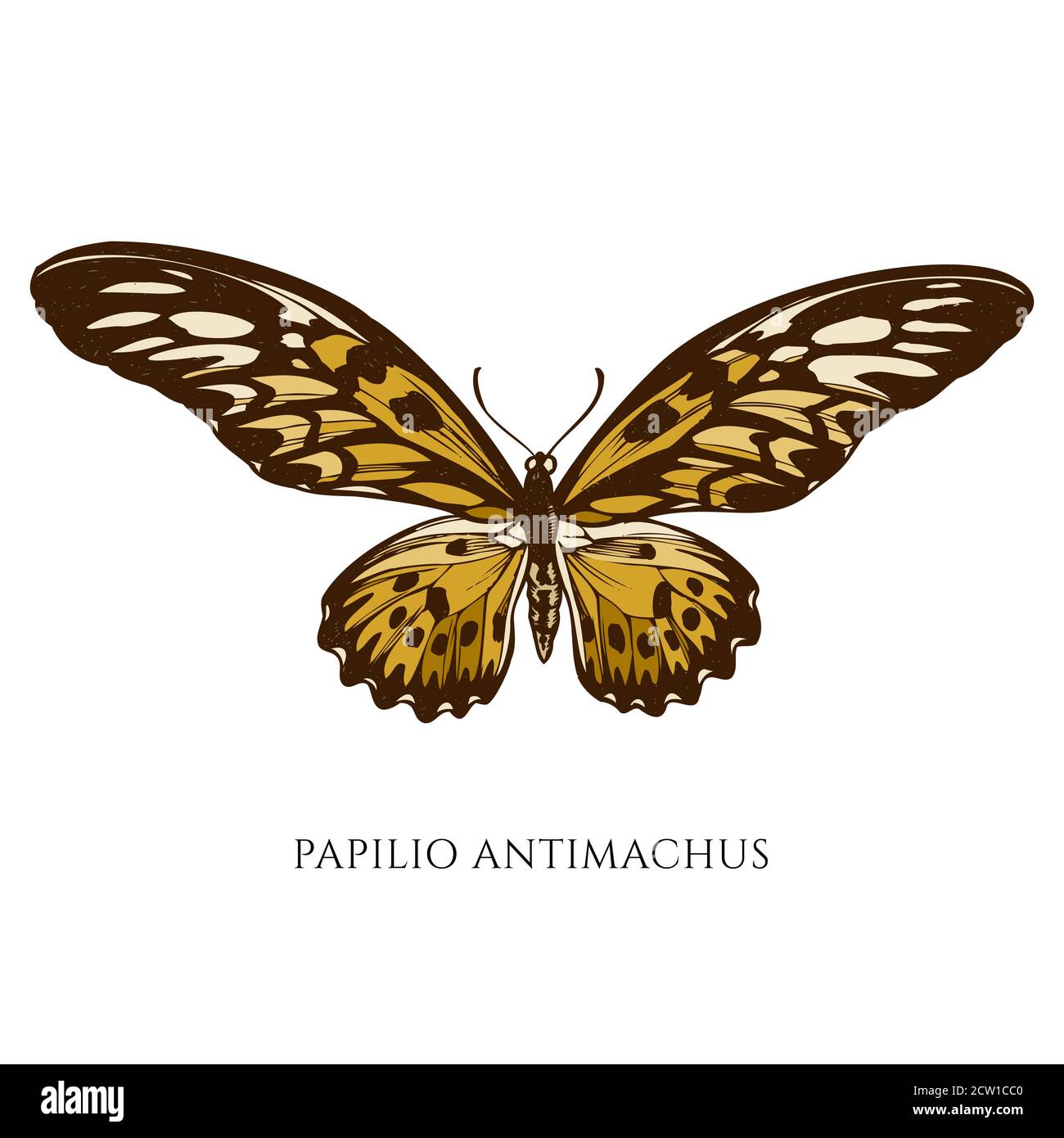 Vector set of hand drawn colored african giant swallowtail Stock Vector