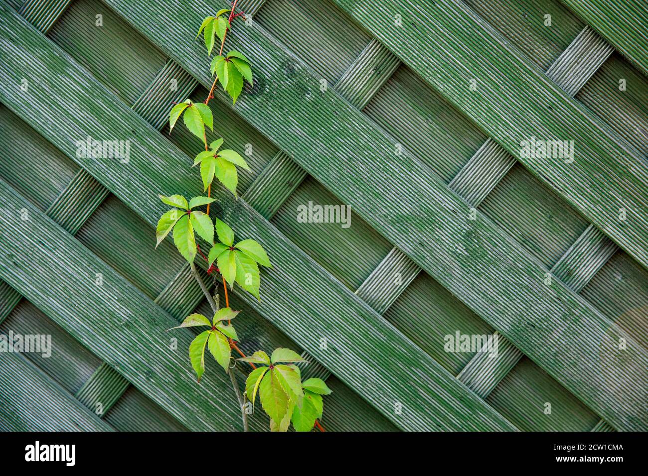old wooden green fence close up. background for designer Stock Photo ...