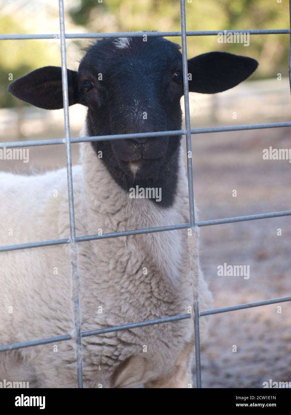 Dorper lamb looking through gate Stock Photo - Alamy