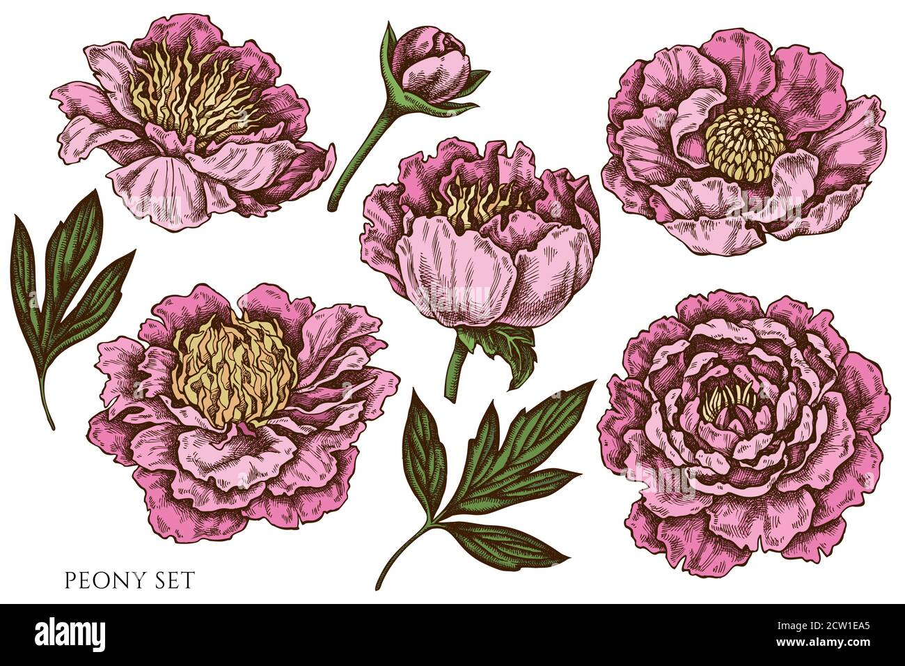 Vector set of hand drawn colored peony Stock Vector Image & Art - Alamy