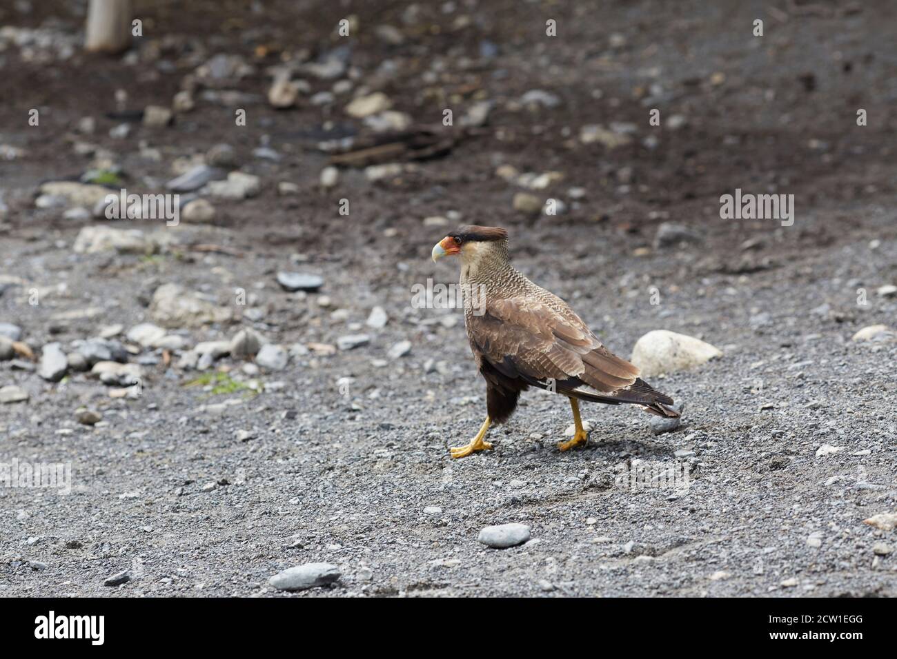 caracara bird of prey in patagonia chile Stock Photo Alamy