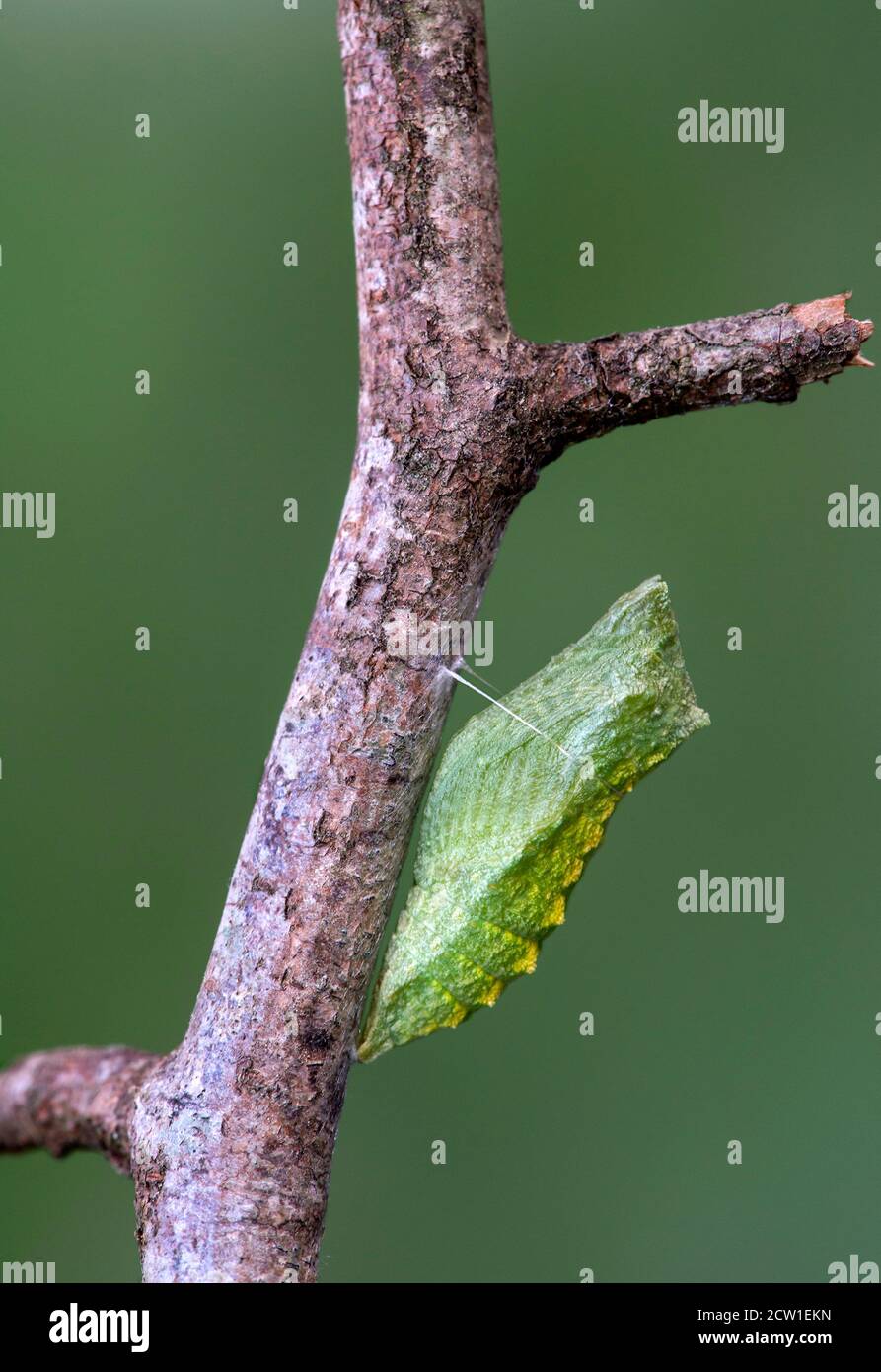 Green girdled pupa of an Old World Swallowtail butterfly (Papilio machaon), Switzerland Stock Photo