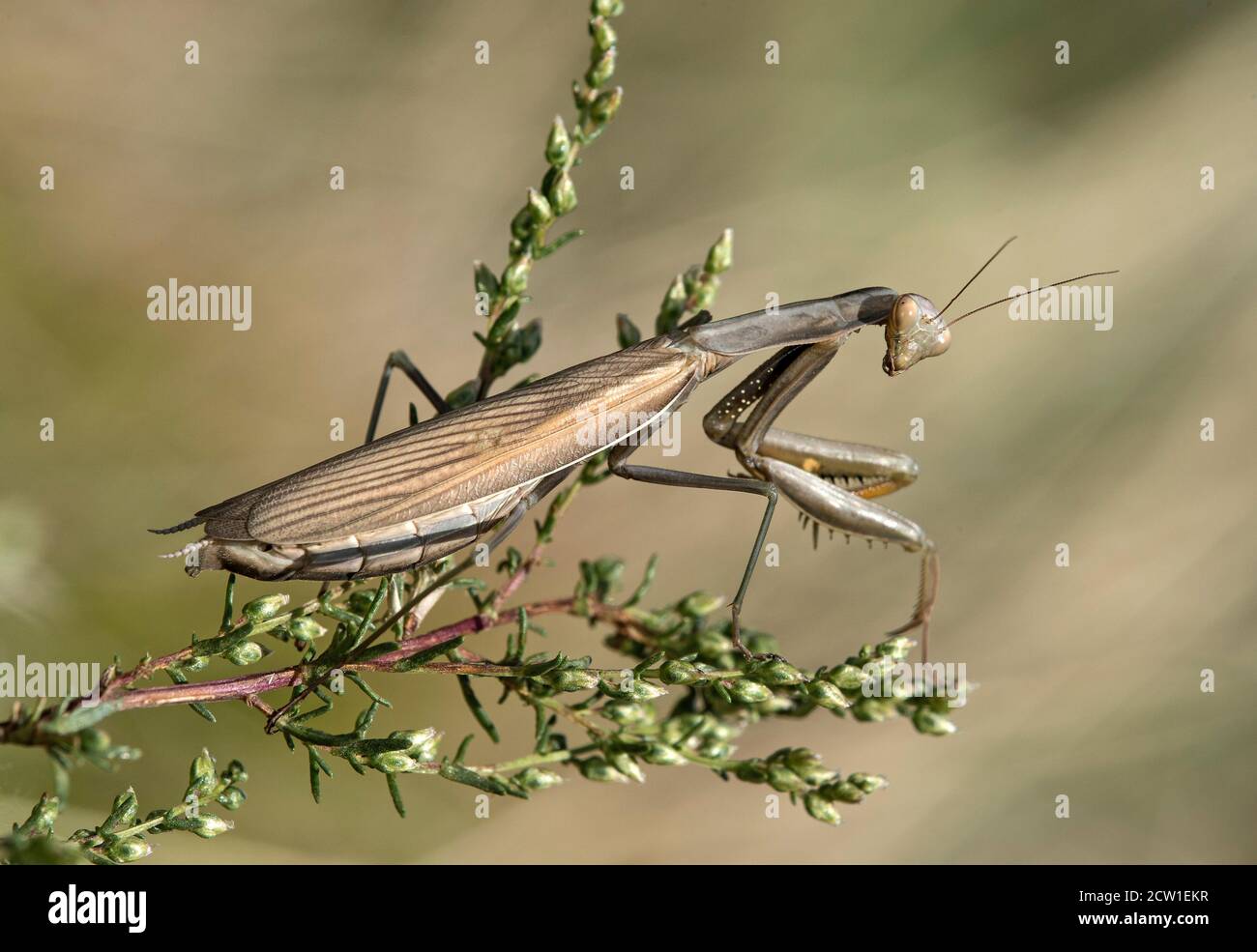 European praying mantis (Mantis religiosa), brown colored female, Mantidae family, Valais, Switzerland Stock Photo