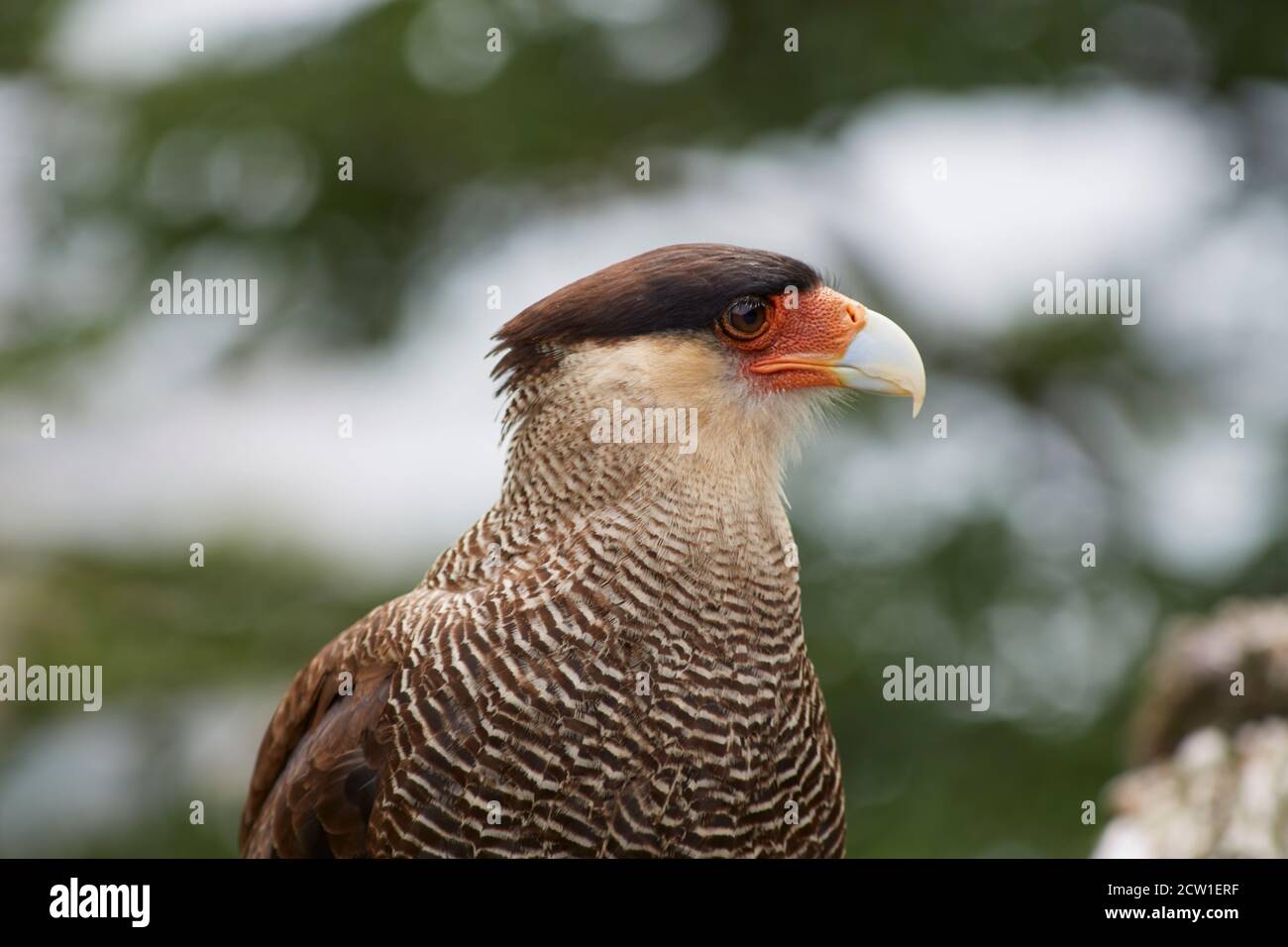 caracara bird of prey in patagonia chile Stock Photo Alamy