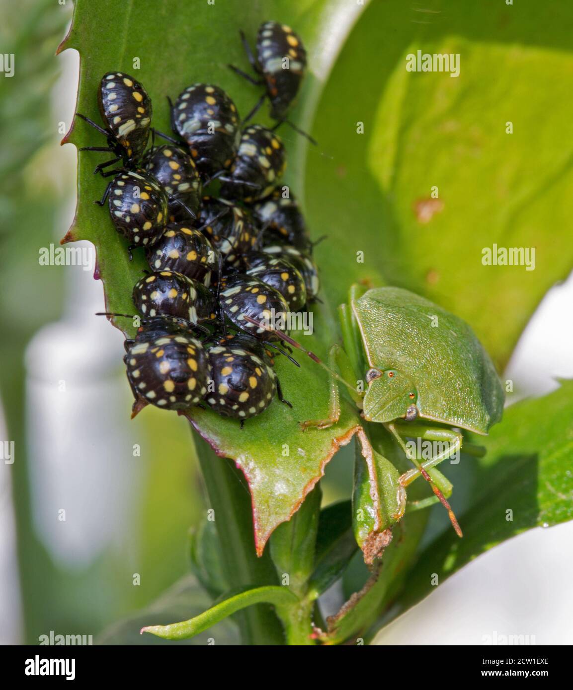 Southern Green Shield Bug Adult (stink Bug) next to a large group of third Instar Nymphs all resting on a green leafed Physostegia plant Stock Photo