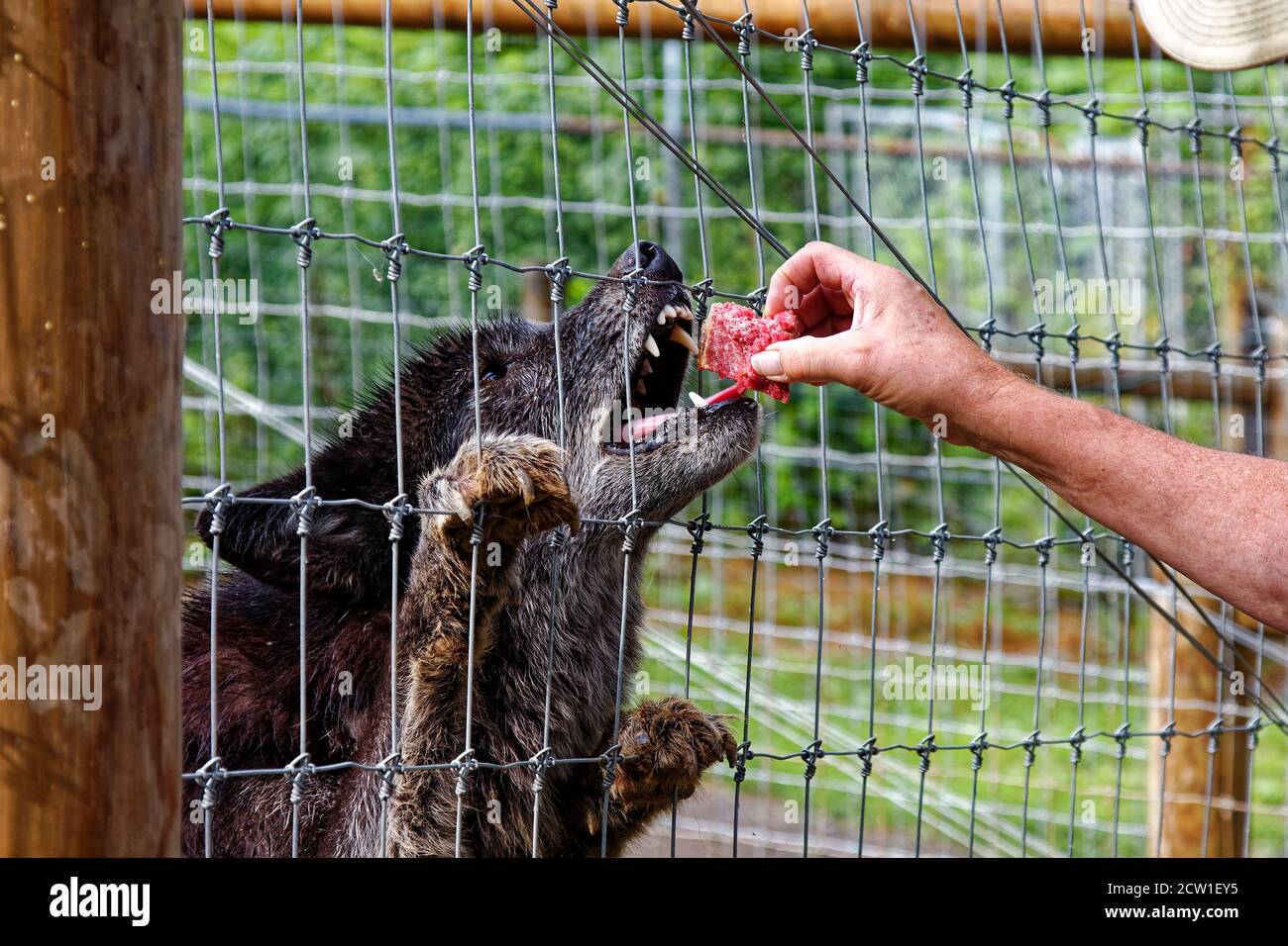 man feeding wolf, meat chunk, close-up, mouth open, staff, cyclone