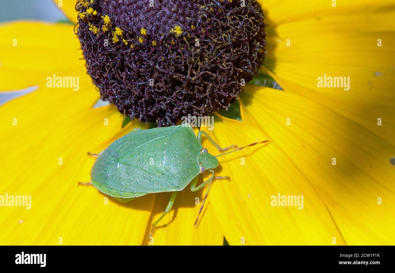 Palomena prasina (Common Green Shieldbug) - Family: Pentatomidae resting on a yellow Rudbeckia petal Stock Photo