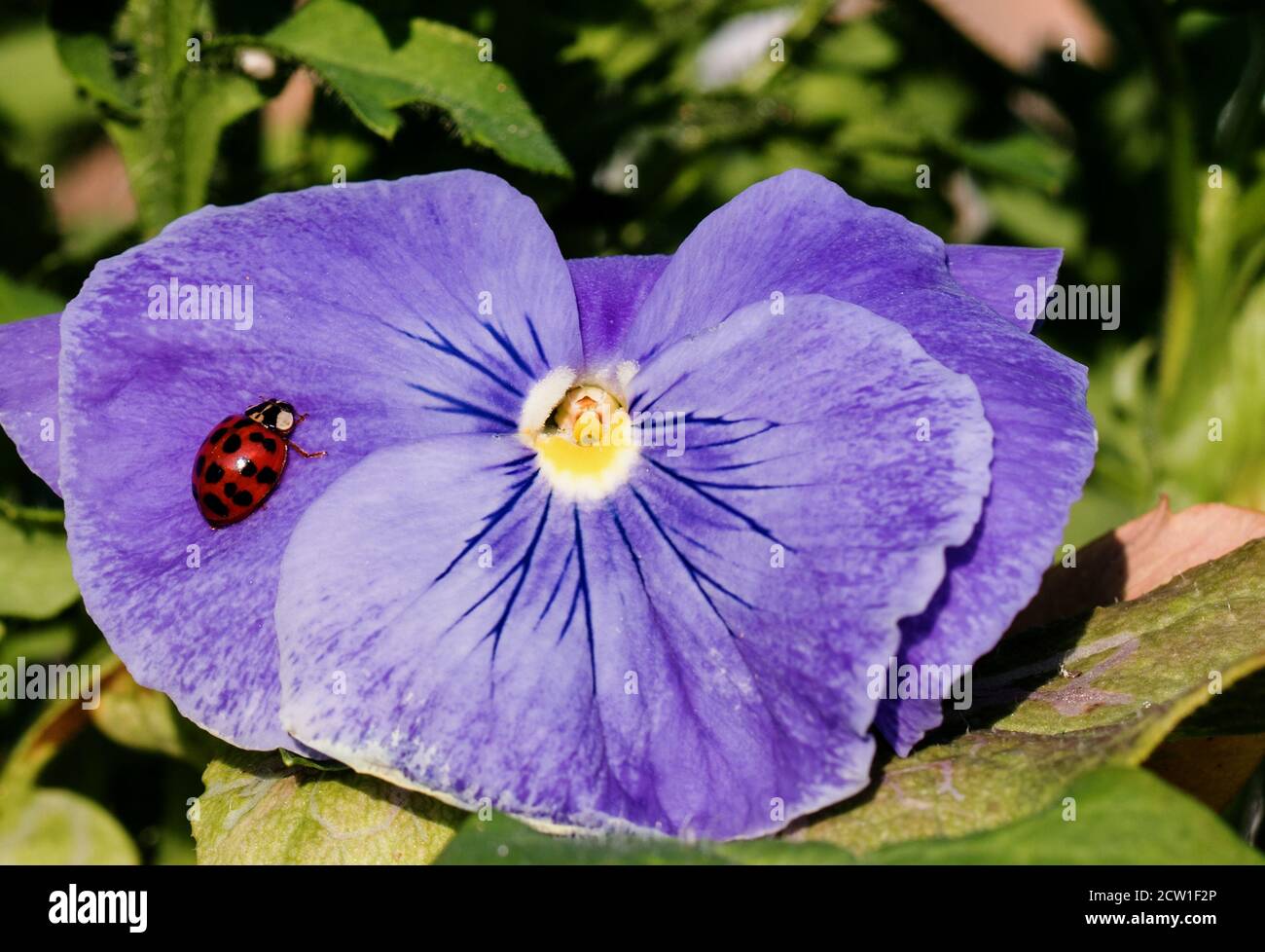 Harlequin Ladybird resting on a purple Pansy Flower Stock Photo