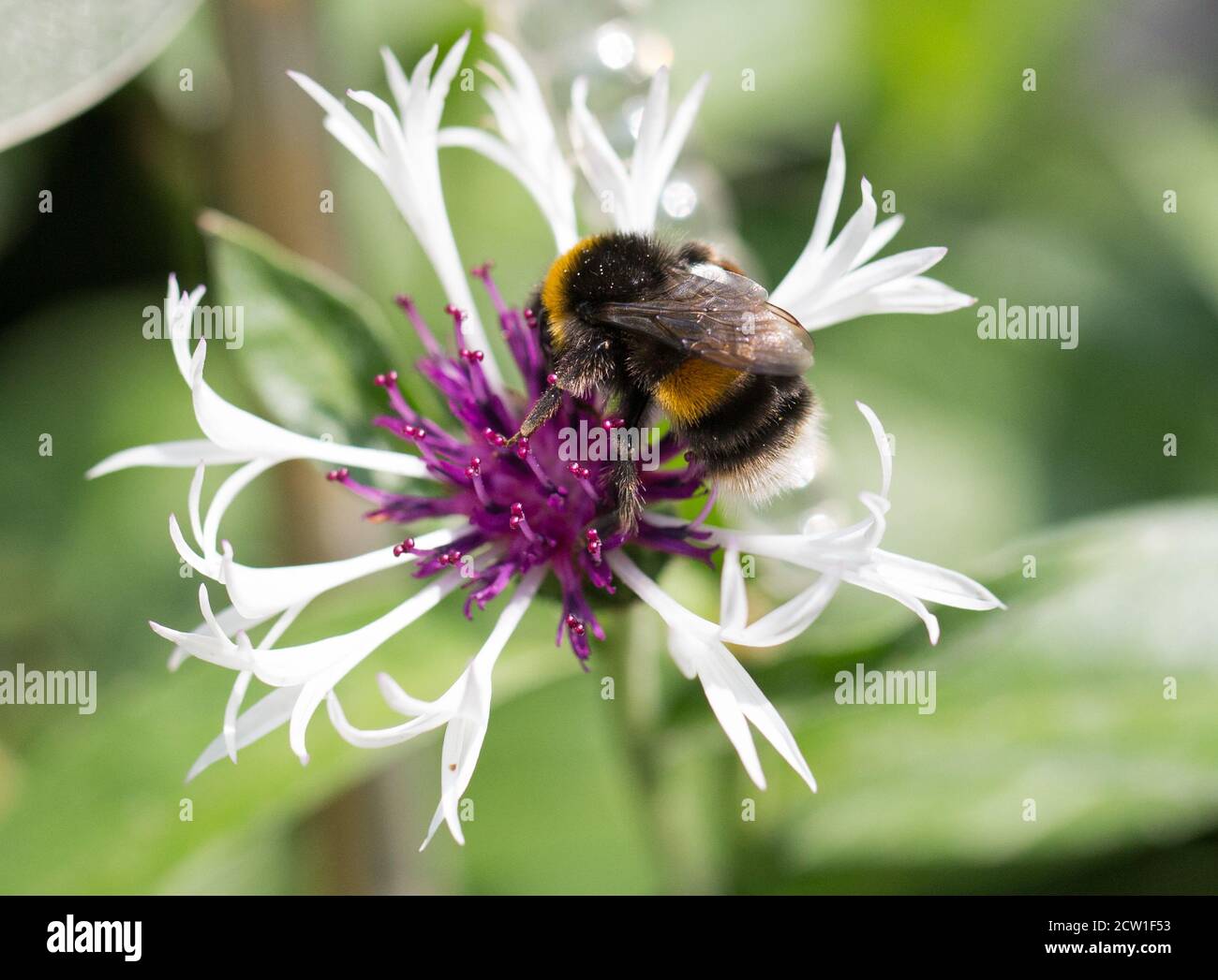 Centaurea montana with a bumble bee feeding from the stamen with a natural green background Stock Photo